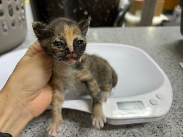 종료(입양) 한국 …